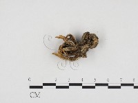 炭角菌屬藏品圖，第1張