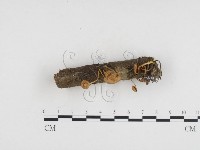 登錄號:F0024151藏品圖，第1張