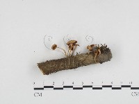 登錄號:F0024151藏品圖，第3張