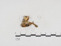 登錄號:F0024155藏品圖，第1張