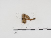 登錄號:F0024155藏品圖，第3張