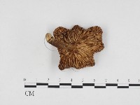 登錄號:F0024157藏品圖，第3張