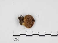 登錄號:F0024158藏品圖，第1張