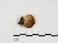 登錄號:F0024158藏品圖，第3張