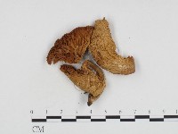 登錄號:F0024159藏品圖，第3張