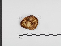 多孔菌屬藏品圖，第1張