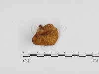 多孔菌屬藏品圖，第3張