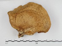 登錄號:F0024163藏品圖，第1張