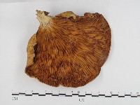 登錄號:F0024163藏品圖，第3張