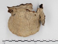 登錄號:F0024164藏品圖，第3張