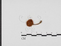 登錄號:F0024166藏品圖，第1張