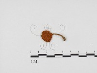 登錄號:F0024166藏品圖，第3張