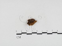 登錄號:F0024167藏品圖，第1張