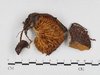 登錄號:F0024168藏品圖，第1張