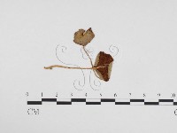 登錄號:F0024170藏品圖，第1張