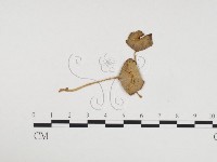 登錄號:F0024170藏品圖，第3張