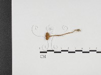 登錄號:F0024173藏品圖，第1張