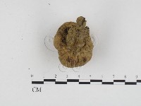 登錄號:F0024174藏品圖，第3張