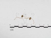 登錄號:F0024177藏品圖，第1張