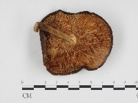 登錄號:F0024179藏品圖，第3張