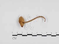 登錄號:F0024181藏品圖，第1張