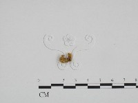 登錄號:F0024184藏品圖，第1張