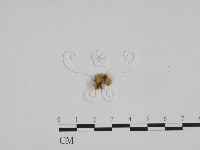 登錄號:F0024184藏品圖，第3張