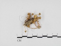 登錄號:F0024185藏品圖，第1張