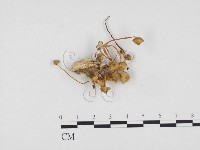 登錄號:F0024185藏品圖，第3張