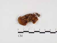 登錄號:F0024188藏品圖，第3張