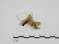 登錄號:F0024192藏品圖，第1張