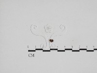 登錄號:F0024193藏品圖，第3張