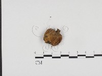 登錄號:F0024195藏品圖，第3張