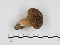 登錄號:F0024197藏品圖，第1張