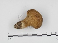 登錄號:F0024197藏品圖，第3張