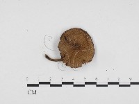 登錄號:F0024199藏品圖，第1張