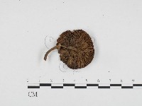 登錄號:F0024199藏品圖，第3張