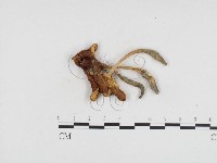 登錄號:F0024200藏品圖，第1張