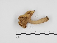 登錄號:F0024203藏品圖，第1張
