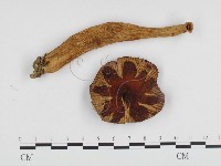 登錄號:F0024204藏品圖，第1張