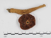 登錄號:F0024204藏品圖，第3張