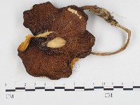 登錄號:F0024205藏品圖，第1張