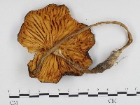 登錄號:F0024205藏品圖，第3張