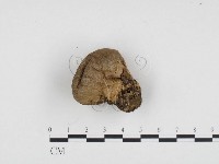 登錄號:F0024206藏品圖，第1張