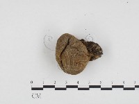 登錄號:F0024206藏品圖，第3張