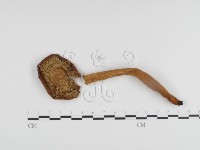 登錄號:F0024208藏品圖，第1張