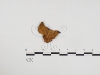 登錄號:F0024210藏品圖，第1張