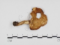 多孔菌屬藏品圖，第3張