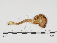 登錄號:F0024214藏品圖，第1張