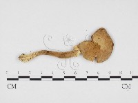 登錄號:F0024214藏品圖，第3張